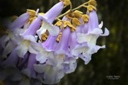 Copia di paulownia-tomentosa.jpg