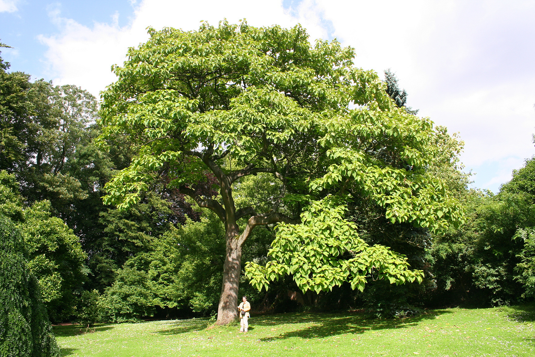 Paulownia_tomentosa_JPG2a.jpg